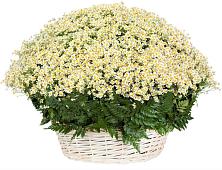 Цветочная композиция из Ромашки в корзине #REPLACE_PRED# Мордвес